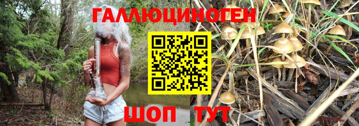 Псилоцибиновые грибы Psilocybine cubensis Миллерово